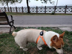 Wireless Charging 4G Pet GPS Tracker Collar