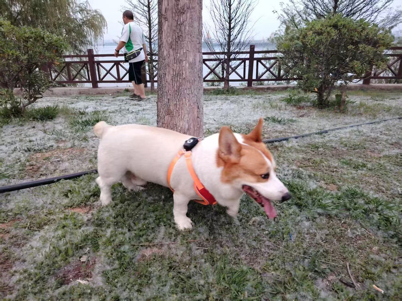 Wireless Charging 4G Pet GPS Tracker Collar
